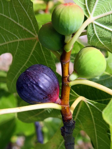 Alternative view of Lg. Texas Blue Giant Fig Tree (ficus carica)