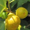Lg. Very Popular, Sweet Yellow Long Neck Fig Tree (ficus carica)