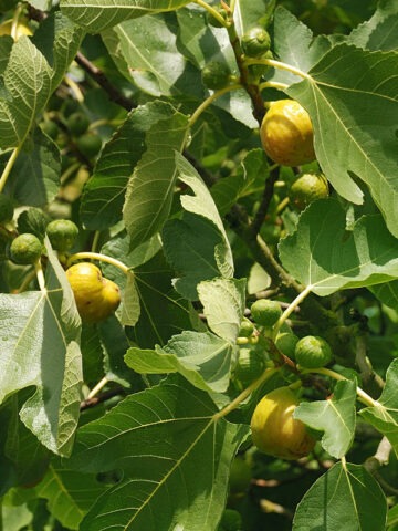 Alternative view of Lg. Very Popular, Sweet Yellow Long Neck Fig Tree (ficus carica)