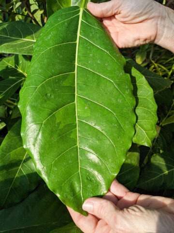 Lg. Large Leaf Lime Variegated Jungle Ficus Tree (ficus fistulosa) - Image 4