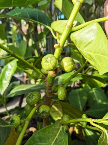 Lg. Large Leaf Lime Variegated Jungle Ficus Tree (ficus fistulosa) - Image 3