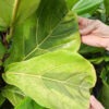 Lg. Lemon-Lime Fig Leaf Ficus Tree (ficus lyata variegata)