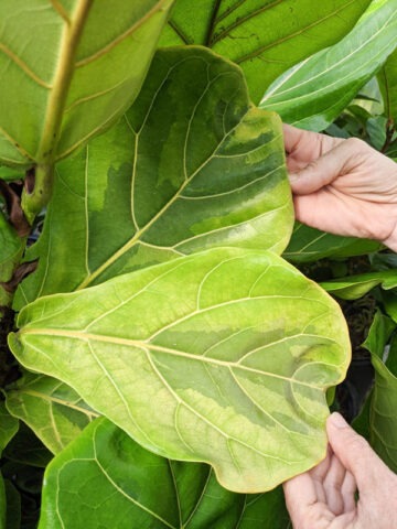 Lg. Lemon-Lime Fig Leaf Ficus Tree (ficus lyata variegata)