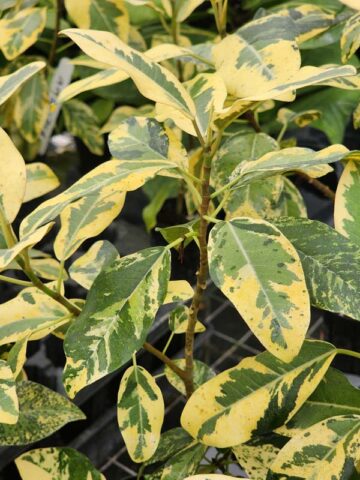 Lg. Variegated Rusty Bottom Fig (ficus rubiginosa variegata) - Image 4
