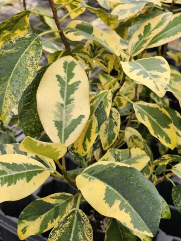 Lg. Variegated Rusty Bottom Fig (ficus rubiginosa variegata) - Image 2