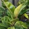Lg. Ficus Shivereana Colorful Houseplant (ficus sp.)