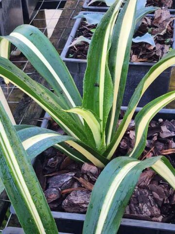 Lg. Sun Glow Paper Leaf Agave (furcraea foetida)