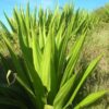 Lg. Jade Paper Leaf Agave (furcraea foetida)
