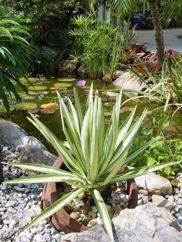Lg. Variegated Paper Leaf Agave (furcraea mediopicta watsonia)