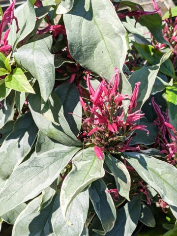 Lg. Alba Variegata Caricature Plant (graptophyllum pictum)