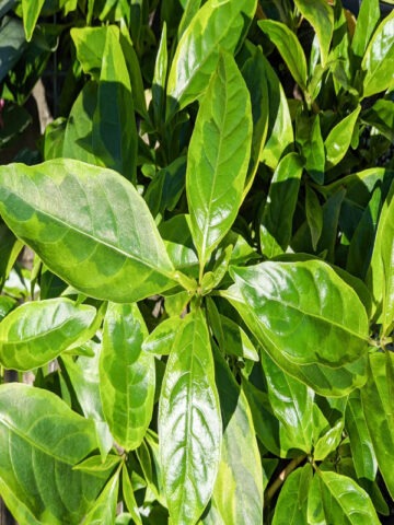 Lg. Eldorado Caricature Plant (graptophyllum pictum)