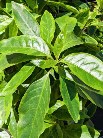 Alternative view of Lg. Eldorado Caricature Plant (graptophyllum pictum)