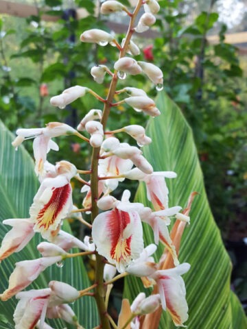 Lg. Pin Stripe Ginger Plant (alpinia formosana)