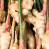 Lg. Galangal Asian Cooking Ginger Plant (alpinia galanga)
