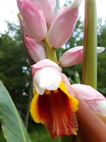 Lg. Giant Pink Shell Ginger Plant (alpinia malaccensis)