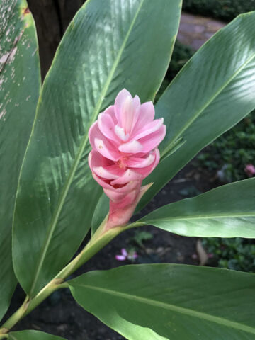 Alternative view of Lg. Cold Hardy Pink Perfection Ginger Plant (alpinia hainanensis)