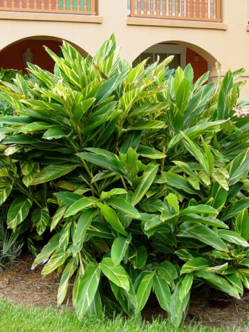 Alternative view of Lg. Variegated Shell Ginger Plant (alpinia z. variegata)
