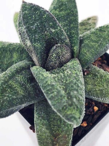 Top Seller Rigid Gasteria Batesiana Plant (aloe-like) - Image 3