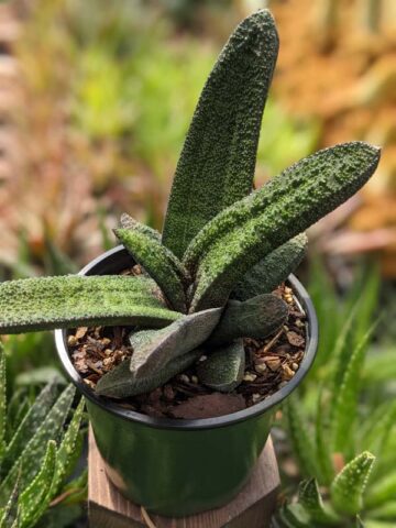 Alternative view of Top Seller Rigid Gasteria Batesiana Plant (aloe-like)