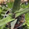 Top Seller Rigid Gasteria Batesiana Plant (aloe-like)