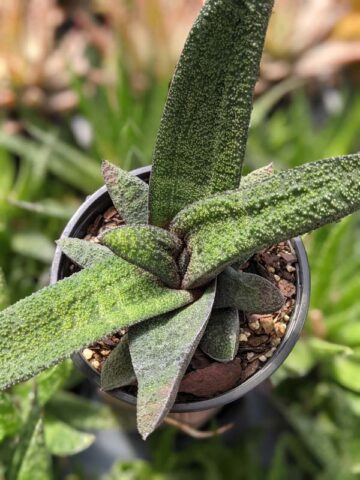 Top Seller Rigid Gasteria Batesiana Plant (aloe-like)