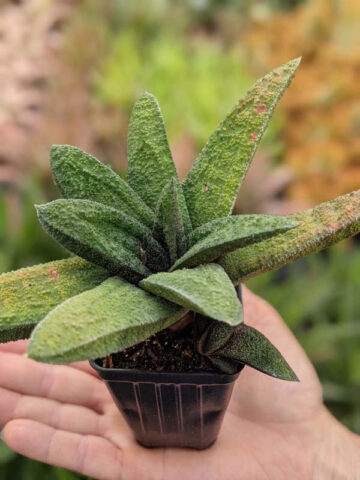 Top Seller Rigid Gasteria Batesiana Plant (aloe-like) - Image 4