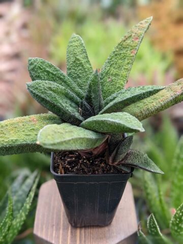 Top Seller Rigid Gasteria Batesiana Plant (aloe-like) - Image 3