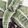 Lg. Stunning Batesiana White Variegated Plant (aloe-like)