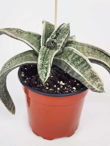 Lg. Stunning Batesiana White Variegated Plant (aloe-like) - Image 2