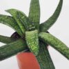 Lg. New Release Kens Nile Green Neon Gasteria Plant (aloe-like)