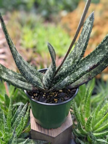 Alternative view of Lg. Attractive Brachyphylla Gasteria Plant (aloe-like)