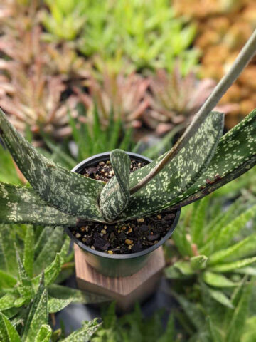 Lg. Attractive Brachyphylla Gasteria Plant (aloe-like) - Image 4