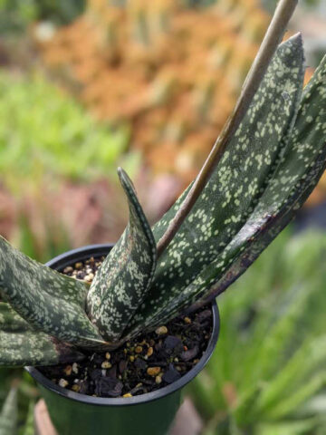 Lg. Attractive Brachyphylla Gasteria Plant (aloe-like) - Image 5