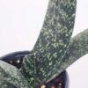 Lg. Attractive Brachyphylla Gasteria Plant (aloe-like)