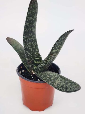 Lg. Attractive Brachyphylla Gasteria Plant (aloe-like)