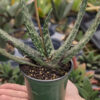 Lg. Attractive Brachyphylla Gasteria Plant (aloe-like)