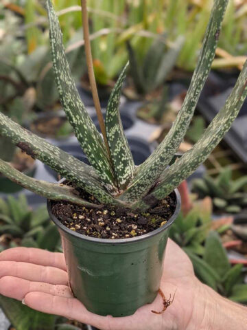 Lg. Attractive Brachyphylla Gasteria Plant (aloe-like)