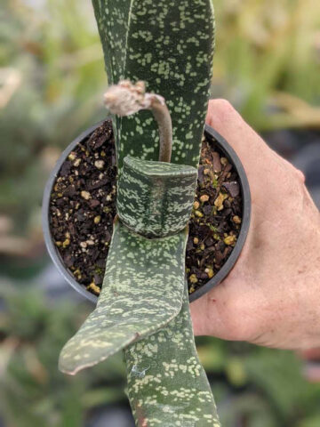 Lg. Attractive Brachyphylla Gasteria Plant (aloe-like) - Image 3