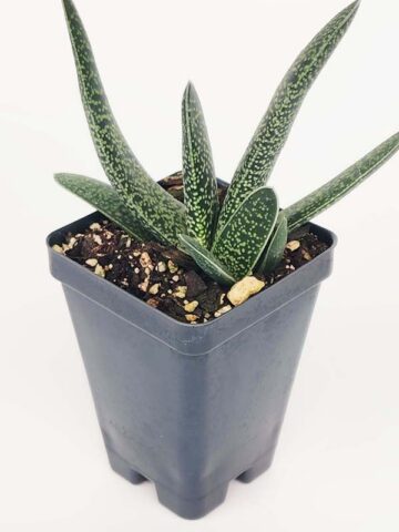 Alternative view of Lg. Rare One Dimension Carinata Verrucosa Gasteria Plant (aloe-like)