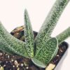 Lg. Rare One Dimension Carinata Verrucosa Gasteria Plant (aloe-like)