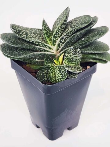 Limited Ernesti Rauchi Gasteria Plant (aloe-like) - Image 4
