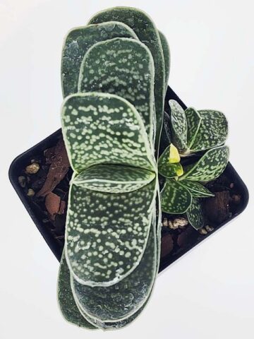 Limited Ernesti Rauchi Gasteria Plant (aloe-like) - Image 3