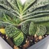 Limited Ernesti Rauchi Gasteria Plant (aloe-like)