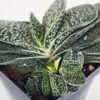 Limited Ernesti Rauchi Gasteria Plant (aloe-like)