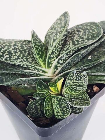 Limited Ernesti Rauchi Gasteria Plant (aloe-like)
