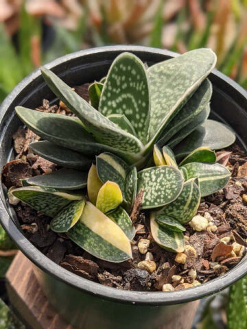 Alternative view of Limited Ernesti Rauchi Gasteria Plant (aloe-like)