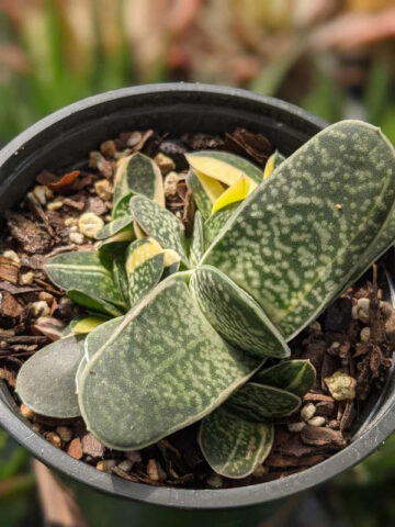 Limited Ernesti Rauchi Gasteria Plant (aloe-like)