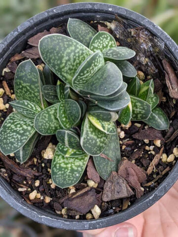 Limited Ernesti Rauchi Gasteria Plant (aloe-like) - Image 4