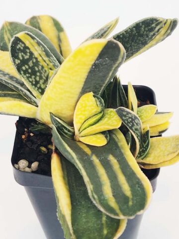Top Seller Ernesti Rauchi Aurea Marginata Gasteria Plant (aloe-like) - Image 5