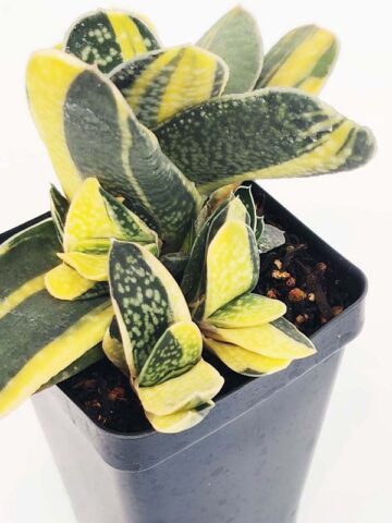 Top Seller Ernesti Rauchi Aurea Marginata Gasteria Plant (aloe-like)